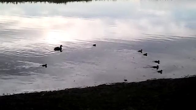 Утка с утятами))) смотреть онлайн