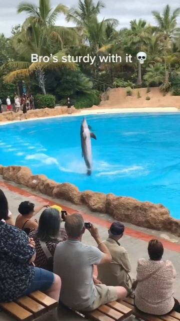 dolphin 🐬 смотреть онлайн