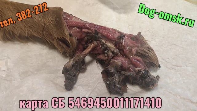 ГАЛЯ со станции Входная