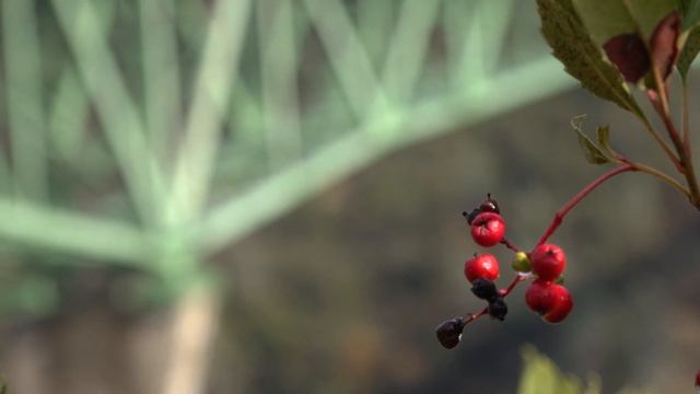 Foresthill Bridge: A History. смотреть онлайн
