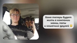 Мальчик Боня из приюта Щербинка стал домашним. Первый привет из дома от рыжего Боне 🤗