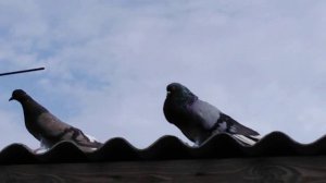 06.06.2019.Николаевские голуби. Одесса. Александра Гаврилова.