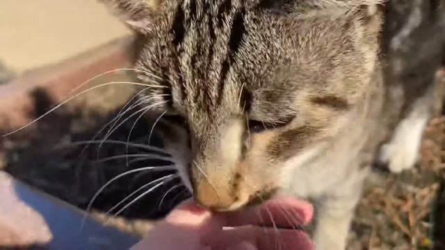 🤍прогулка по Калининграду🤍 смотреть онлайн