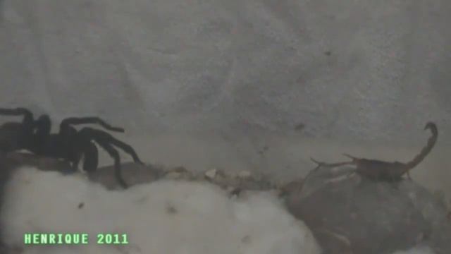 ESCORPIÃO X ARANHA