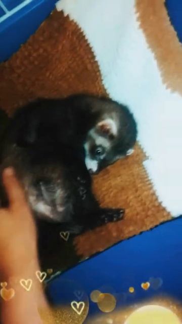 Хорёк в квартире!!! Новый питомец смотреть онлайн