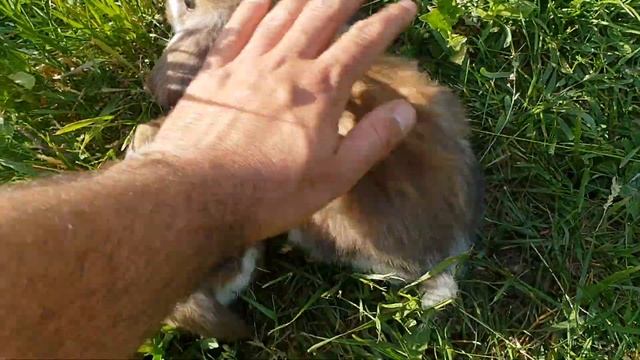 Distractie cu iepurasii Zoro(Dodo) si Adriana FGB Ep. 693 смотреть онлайн