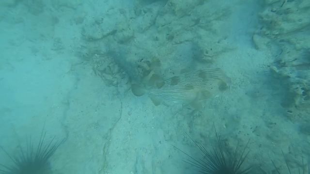 Нунгви. Рыба-шар. смотреть онлайн