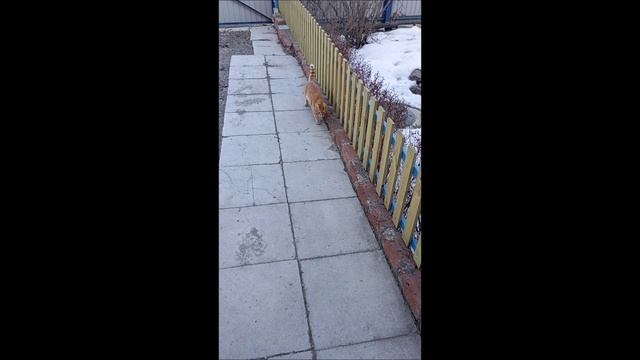Кот. Собака. Том и Фокс