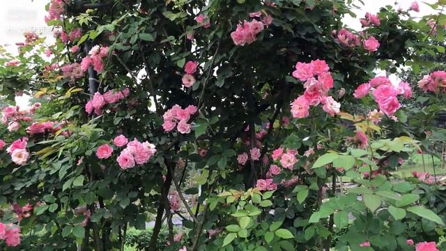 Hoa hồng leo Sakura Gasumi I Hoa hồng nhật sai hoa [2]
