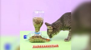 Лайфхаки для домашних животных