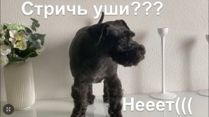 Стрижка УШЕЙ  ЦВЕРГШНАУЦЕР. Собака , порода . Dog Schnauzer