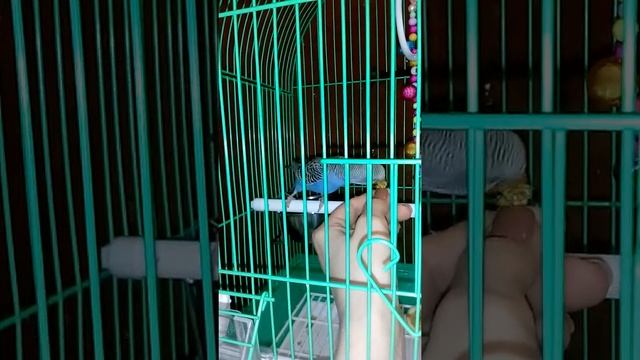 Волнистый попугай #приручение #чумиза смотреть онлайн