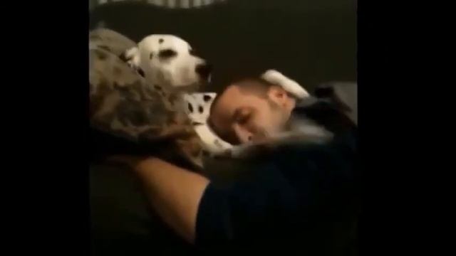 Смешные приколы с животными Ржач Улётное видео смотреть онлайн