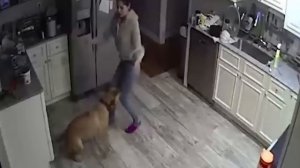 Мужчина установил камеру и выяснил чем занимается его девушка и собака!