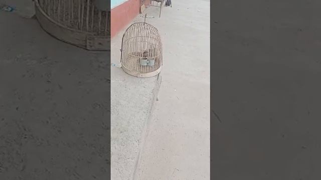 кеклик охота Амирбек 2023 ovchi kaklik ovi kekluk avi chakor kabk смотреть онлайн