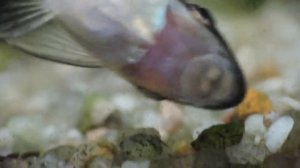 Otocinclus affinis lavant les vitres de l'aquarium