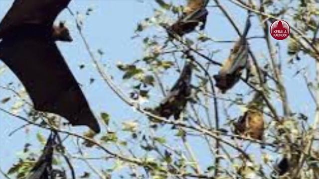 Nipah | റംബൂട്ടാൻ പഴം നിപ വാഹകരോ? നിപയിൽ തകർന്നത് കേരളത്തിലെ റംബൂട്ടാൻ സീസൺ | Rambutan Fruit