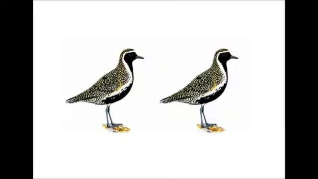 Reclamo de Chorlito Dorado Pluvialis apricaria) #28 смотреть онлайн