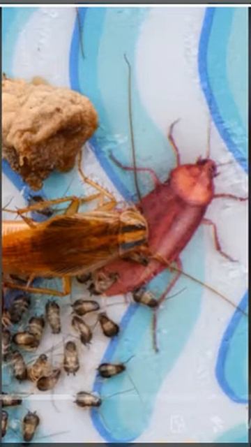 El ciclo de la cucaracha смотреть онлайн