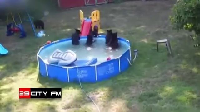 Настоящая семья медвежья смотреть онлайн