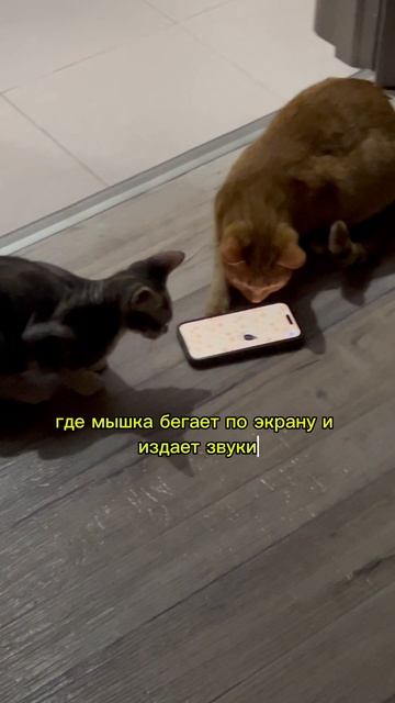 Игра для кошек 🎮