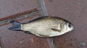 Весенний мормышинг. Карась и ротан. Дегунинский пруд