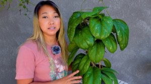 Hoya 'Elephant' (AH027) | Show and Tell