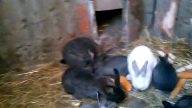 Кролики в яме. Первый окрол. Все супер!!! смотреть онлайн