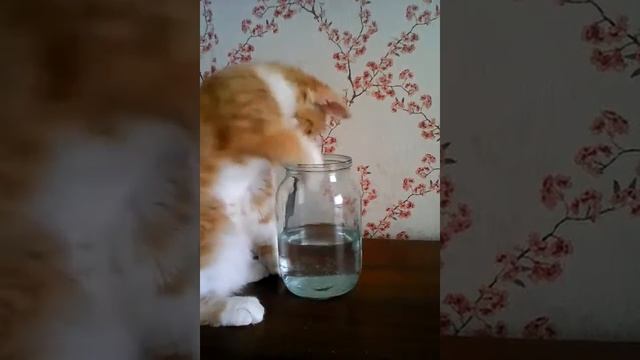 Кот пытается попить из банки смотреть онлайн