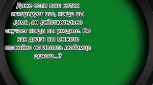 Можно ли оставить кошку одну дома? (проверено) 🙂