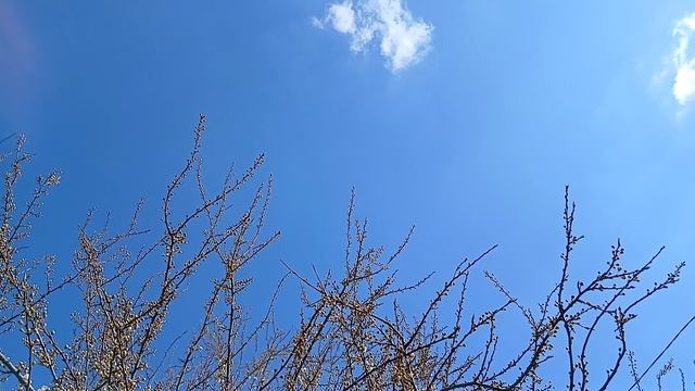 Ах,как красиво цветет вишня!