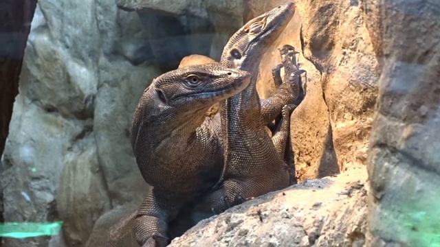 Varanus mertensi Glauert, 1951 čes. varan Mertensův