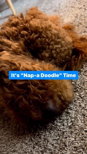 It's Nap-a-Doodle Time смотреть онлайн