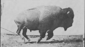 Pygmy Lush - It's A Good Day To Hide