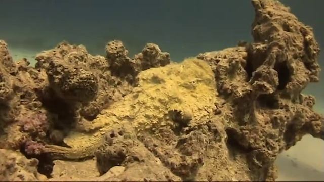 Diving Safaga area, Egypt in July 2009