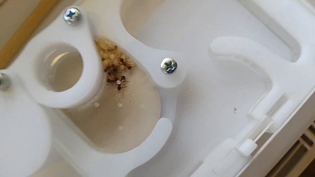 Канал "Мурашки от Timi" про муравьёв 🔔Подписывайтесь на канал #муравьи смотреть онлайн