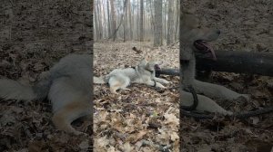 Волочёк. В лес со своим волком
