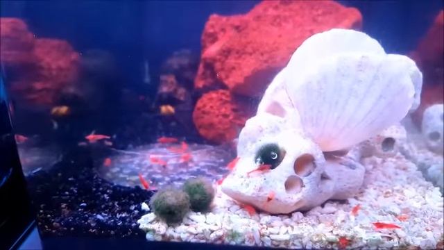 Singapore Opae Ula - super reds grazing смотреть онлайн