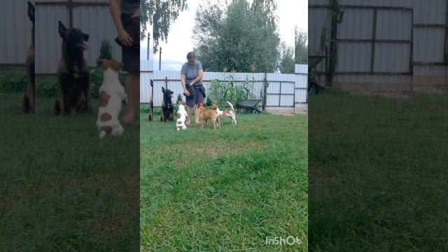 Бураш, Радик, Бася и Рас смотреть онлайн