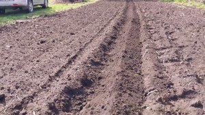Посадка картошки под плуг