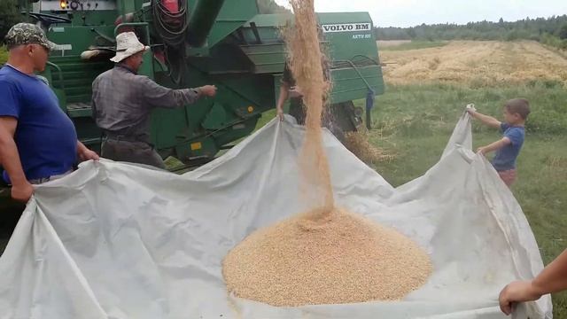 уборка зерновых старичком VOLVO смотреть онлайн
