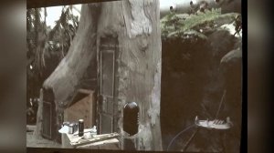 Rainforests of the World
May 2011