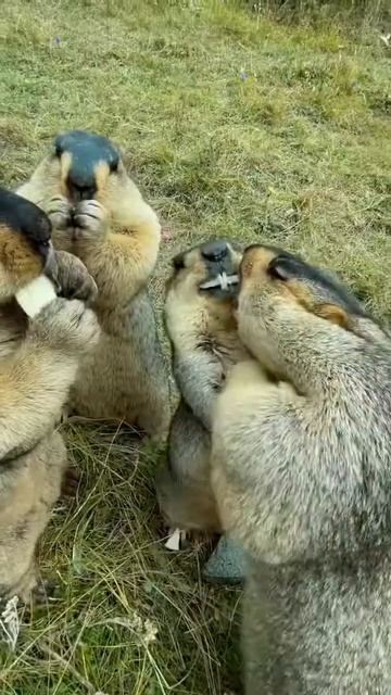 Prairie dog is cute bobak marmot wild animals capybara смотреть онлайн