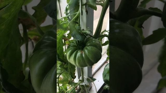 DWC vs. Autopot using Botanicare Cocogro. Growing heirloom tomatoes pt.3 смотреть онлайн
