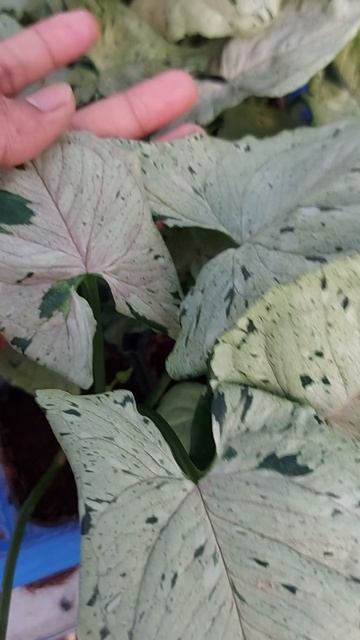 Syngonium Green Splash Grey Ghost | indonesiaplants.com | Tropical Houseplants