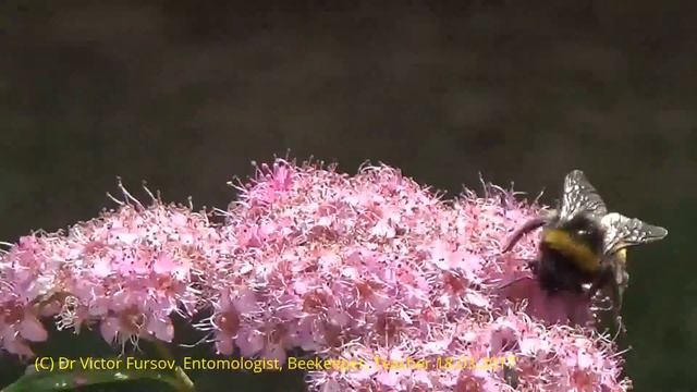 Dangerous or Peaceful Bumblee-bees on Flowers? in Kiev, Ukraine смотреть онлайн