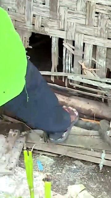 NGERI ADA BIAWAK SEMBUNYI DIRUMAH INI #asiamediaproductions #mnctv #youtubeshorts #bedahrumahlagi