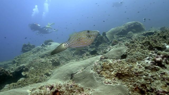 Aluterus Scriptus (ปลาวัวหางพัด) смотреть онлайн