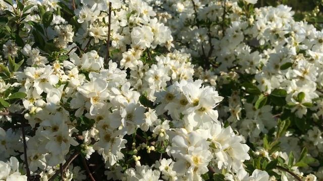 Mathpurple - Turritopsis Nutricula смотреть онлайн