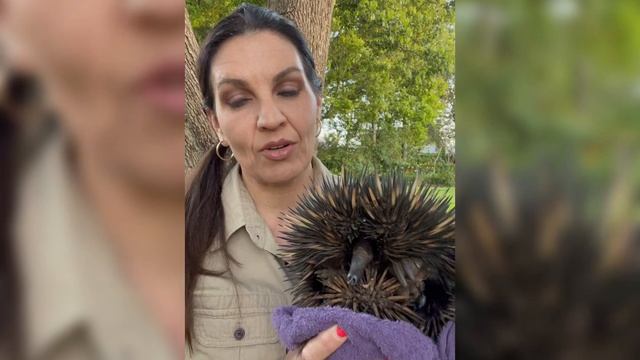 Echidna rescue in the city смотреть онлайн